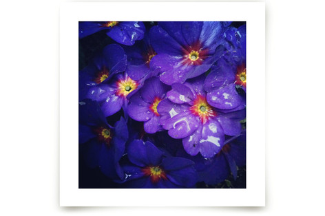 Spring Noir 2 Fine Art Prints