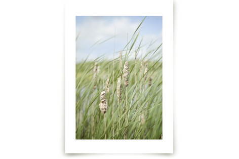 Summer grass one Fine Art Prints