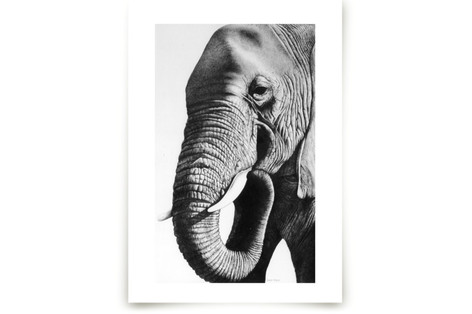Face of an Elephant Fine Art Prints