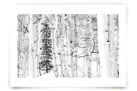 Colorado Winter Pine Fine Art Prints