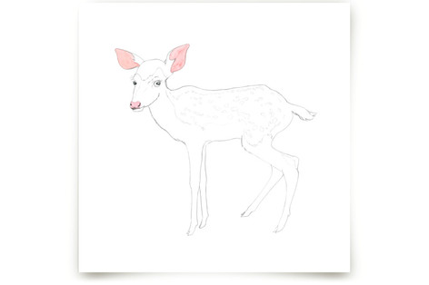 Blush Fawn Fine Art Prints