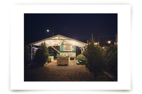 Lit Trees II Fine Art Prints