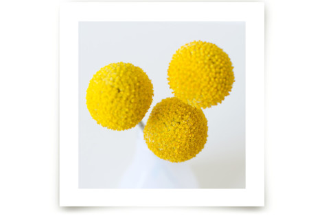 Billy Buttons Fine Art Prints