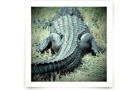 Basking Florida Gator Fine Art Prints