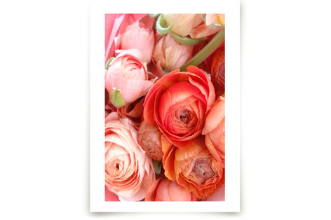 Ranunculus Tangle Fine Art Prints