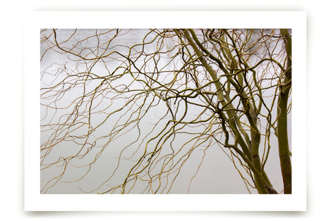 Dry vegetation over a lake Fine Art Prints