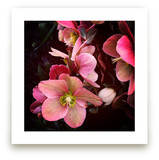 Spring Noir 3 by Sarah Johnson