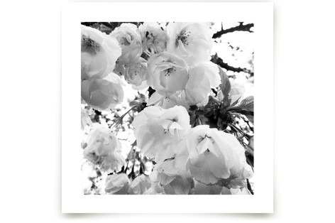 Spring Noir 5 Fine Art Prints