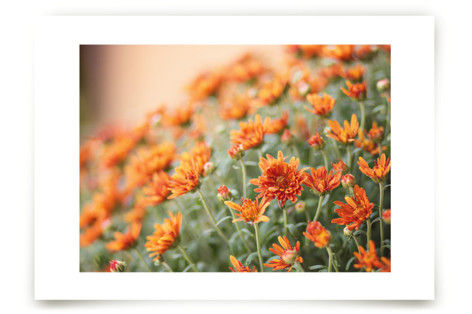 Fall Mums Fine Art Prints
