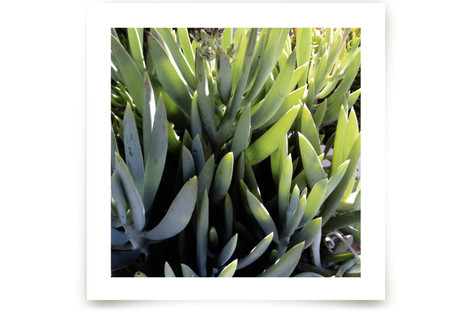 Desert Glory Fine Art Prints