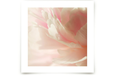 Sweet Gesture I Fine Art Prints