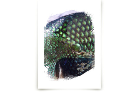 Abstract Scales ll Fine Art Prints
