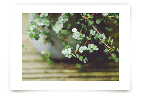 HIMALAYAMIX  Fine Art Prints