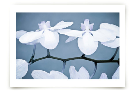 Orchid Wings Fine Art Prints