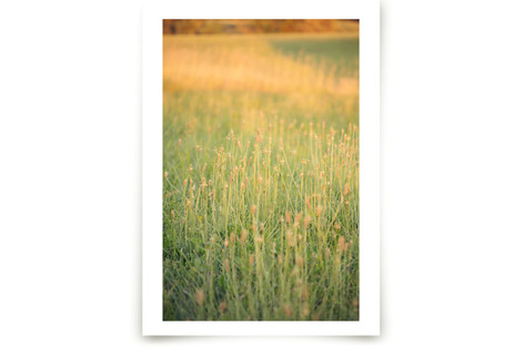 Sunset Field Fine Art Prints