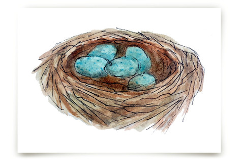 Bird's Nest Fine Art Prints