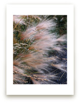 Alaska Flora by Salina Mack