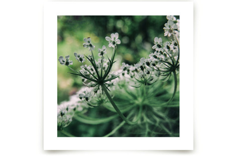 Under Queen Anne Fine Art Prints