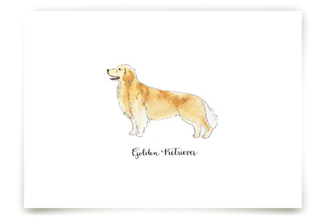 Golden Retriever Fine Art Prints