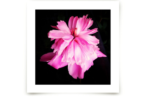 Spring Noir 4 Fine Art Prints