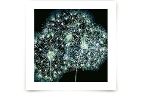 Dandelion Wow Fine Art Prints