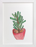Red Pot Succulent