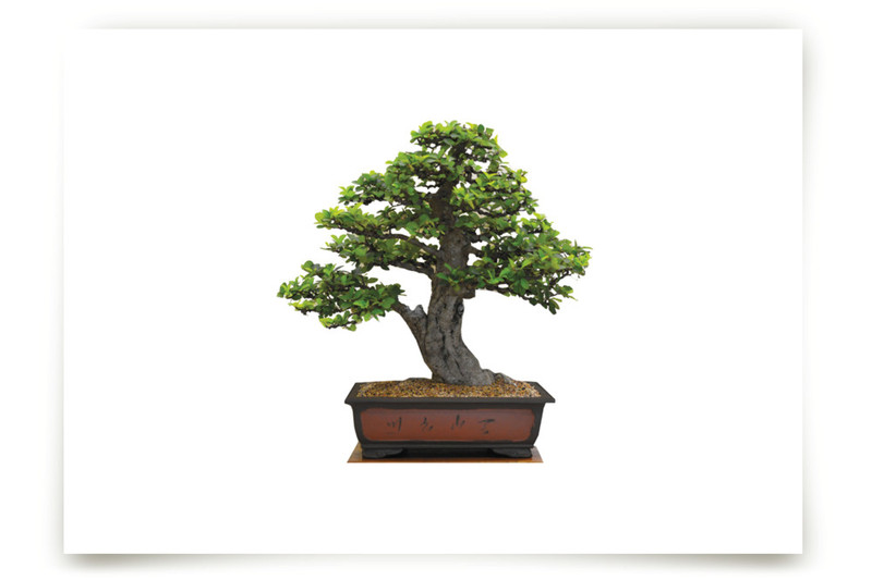 bonsai Fine Art Prints by Ramoncita Rallos aticnomar Minted