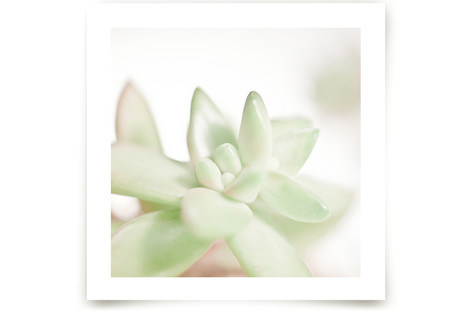 Soft Succulent No. 3 Fine Art Prints