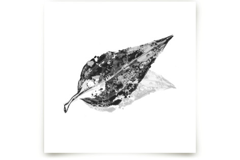 Abstract Leaf Fine Art Prints