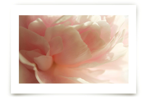 Sweet Gesture II Fine Art Prints