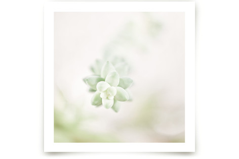 Soft Succulent No. 1 Fine Art Prints