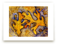 Glorious Autumn Oaks by Amelia Gluba