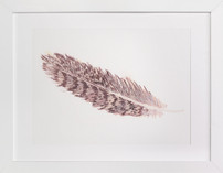 Hawk Feather
