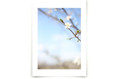 Pear Blossom Sky Fine Art Prints