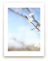 Pear Blossom Sky by Sara Curtis