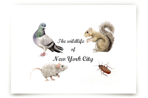 The Wildlife of NYC Fine Art Prints