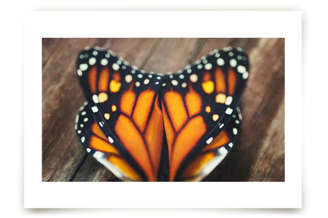 Monarch Study #3 Fine Art Prints