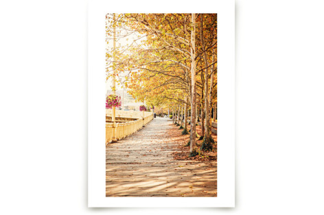 Fall Tree-lined Street Fine Art Prints