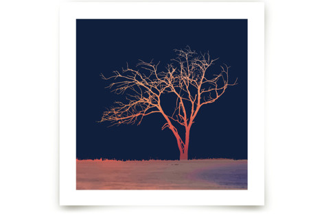 Sunset Tree Fine Art Prints