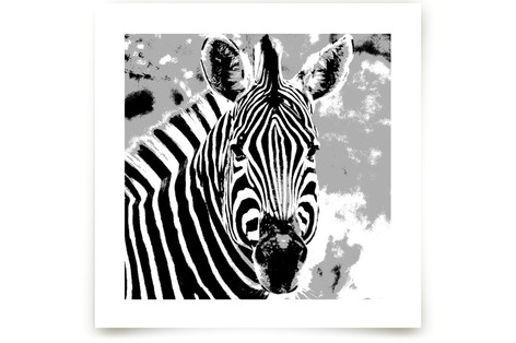 mr ZEBRA Fine Art Prints