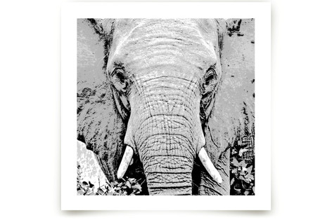 mr ELEPHANT Fine Art Prints