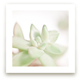 Soft Succulent No. 3 by Andi Pahl