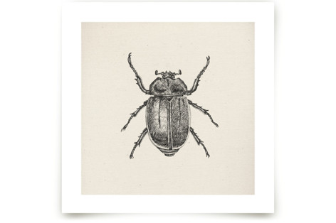 A bug Fine Art Prints