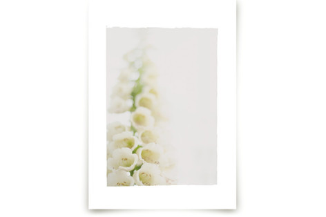 Faded foxglove Fine Art Prints