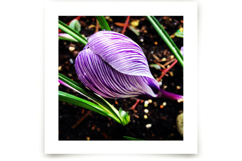 Spring Noir 1 Fine Art Prints