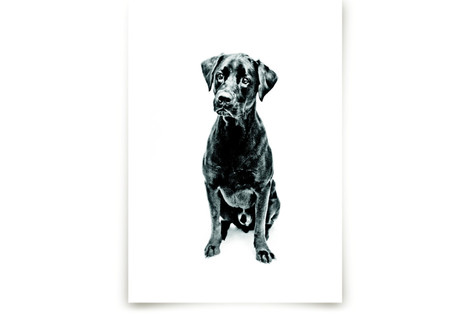 Happy Lab Fine Art Prints