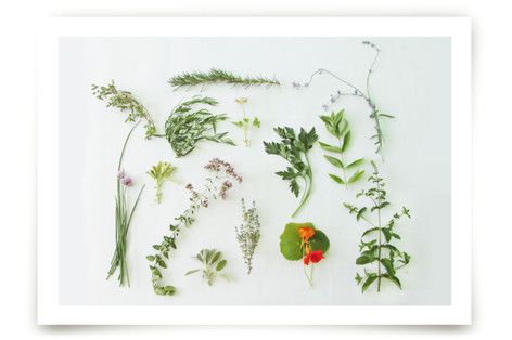 Modern Herb Garden Fine Art Prints