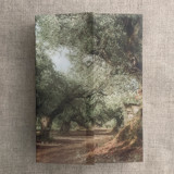 Olive tree grove fine art landscape printed vellum wrap for 5x7 card  | pack of 10 Invitation Jackets and Overlays