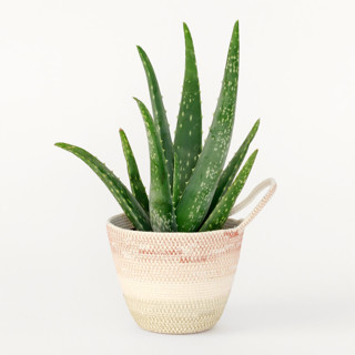 Desert Flower Small Rope Plant Holder Decorative Storage