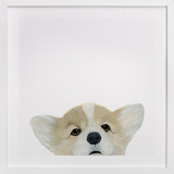 Corgi Puppy